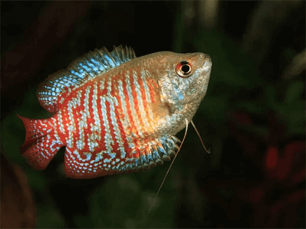 Help guide: Why are my fish swimming at the top of the tank