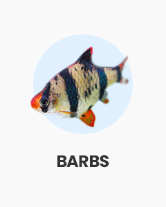 Barbs, lively, active tropical fish, buy fish online from Swell UK, fast, specialist delivery