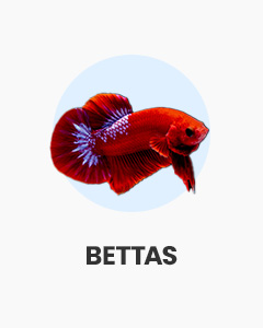 Bettas, great for small fish tanks, buy fish online from Swell UK, fast, specialist delivery