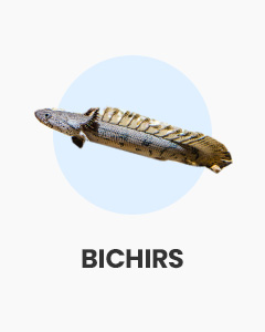 Bichirs, oddball fish, great for large aquariums, buy fish online from Swell UK