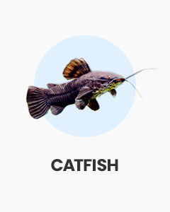 Catfish, huge variety of catfish, buy fish online from Swell UK, fast, specialist delivery