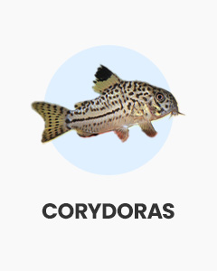 Corydoras, peaceful bottom dweller, buy fish online from Swell UK, fast, specialist delivery