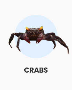 Crabs, tropical freshwater crabs, buy online from Swell UK, fast, specialist delivery