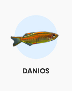 Danios, lively and colourful tropical fish, buy fish online from Swell UK, fast, specialist delivery