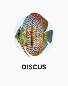 Discus, large and colourful tropical fish, buy fish online from Swell UK, fast, specialist delivery