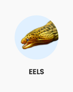 Eels, interesting oddball fish, buy fish online from Swell UK, fast, specialist delivery