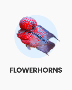 Flowerhorns, aggressive hybrid cichlids, buy fish online from Swell UK, fast, specialist delivery