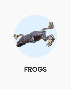 Frogs, oddball amphibians, great for aquariums, buy online from Swell UK, fast, specialist delivery