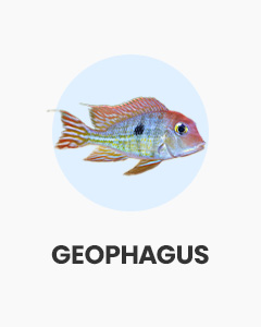 Geophagus, peaceful eartheater, buy fish online from Swell UK, fast, specialist delivery