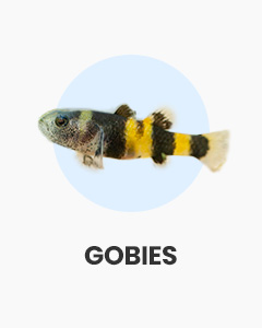 Gobies, tiny, interesting fish, buy fish online from Swell UK, fast, specialist delivery