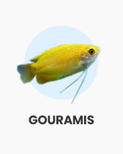Gouramis, colourful, great for community aquariums, buy fish online from Swell UK