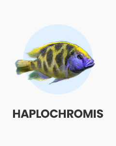 Haplochromis, colourful African cichlids, buy fish online from Swell UK, fast, specialist delivery