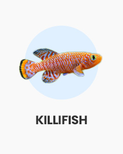 Killifish, great breeding project, colourful fish, buy fish online from Swell UK, fast, specialist delivery