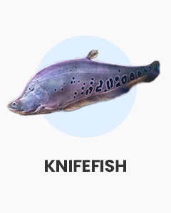 Knifefish, oddball fish, great for large aquariums, buy fish online from Swell UK