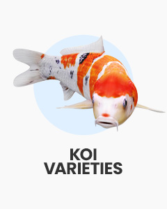 Japanese Koi icon, text 'Koi Varieties'. Click to buy different live koi carp fish for coldwater garden ponds.