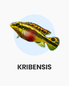 Kribensis, colourful dwarf cichlids, buy fish online from Swell UK, fast, specialist delivery