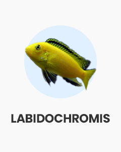 Labidochromis, lively African cichlids, buy fish online from Swell UK, fast, specialist delivery