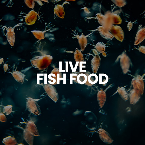 Shop live fish food