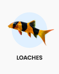 Loaches, great bottom dwellers, buy loaches online from Swell UK, tropical fish