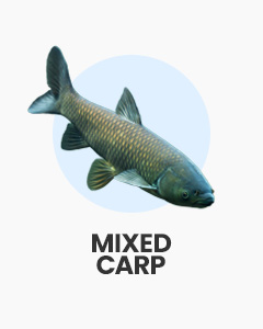 Grass Carp icon, text 'Mixed Carp'. Shop other live pond fish like Albino Grass Carp, Common Carp and Mirror Carp.
