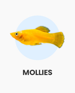 Mollies, colourful livebearers, lots of varieties, sailfin mollies, buy tropical fish at Swell UK