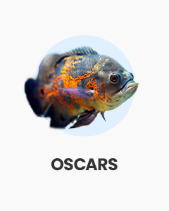 Oscars, large and personable tropical fish, great for large aquariums, online fish for sale at Swell UK