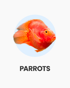 Parrot Cichlids, colourful hybrid cichlids, great for large aquariums, online fish for sale at Swell UK
