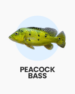 Peacock Bass, large tropical fish for big fish tanks, buy fish online from Swell UK