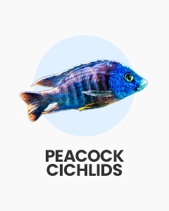 Peacock Cichlids, colourful and lively African cichlids, great for large aquariums, buy online from Swell UK