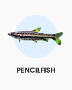 Pencilfish, interesting community fish, buy fish online from Swell UK, fast, specialist delivery