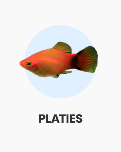 Platies, colourful and active livebearers, great for community aquariums, buy at Swell UK