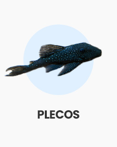 Plecos, great algae eaters for community aquariums, buy fish online from Swell UK, fast, specialist delivery