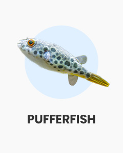 Pufferfish, interesting oddball fish, buy fish online from Swell UK, fast, specialist delivery