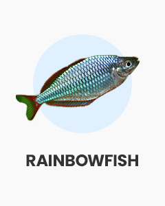 Rainbowfish, lively and colourful community fish, buy fish online from Swell UK, fast, specialist delivery
