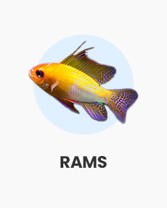 Rams, colourful dwarf cichlids, community aquariums, buy fish online from Swell UK, specialist delivery