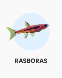 Rasboras, tiny fish great for nano aquariums, buy fish online from Swell UK, fast, specialist delivery