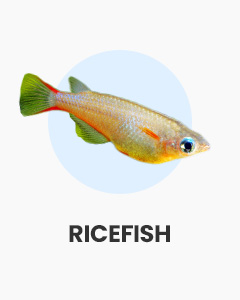 Ricefish, suitable for unheated aquariums, variety of colours, buy fish online from Swell UK