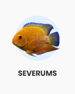 Severums, large, colourful community fish, shop fish online at Swell UK, fast, specialist delivery