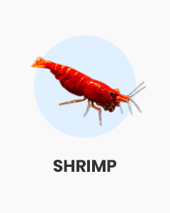 Shrimp, neocaridina and caridina shrimp, buy shrimp online at Swell UK, fast, specialist delivery