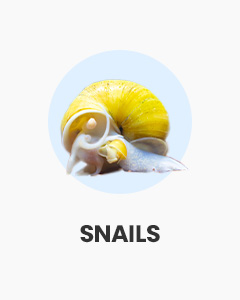 Snails, lots of varieties, apple, assassin, zebra, and more, shop snails online at Swell UK