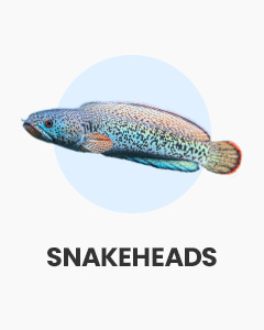Snakeheads, striking oddball fish, great for species-only aquariums, tropical fish for sale online at Swell UK