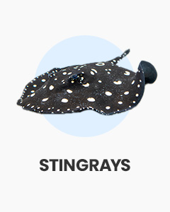 Stingrays, great fish for large, specialist aquariums, shop tropical fish online at Swell UK