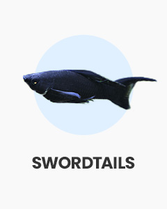 Swordtails, colourful livebearers, cousins to platies, shop tropical fish online at Swell UK