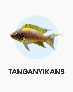 Tanganyikan Cichlids, african cichlids for hard water aquariums, shop tropical fish online at Swell UK