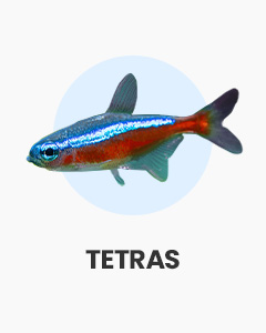 Tetras, lively, colourful fish, come in many varieties, buy tropical fish online at Swell UK