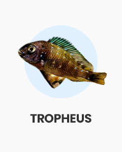 Tropheus, large cichlids for hard water aquariums, shop tropical fish online at Swell UK