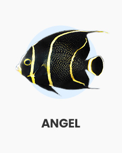 Marine Angelfish. Marine fish for sale for saltwater fish tank. Shop marine fish online now.