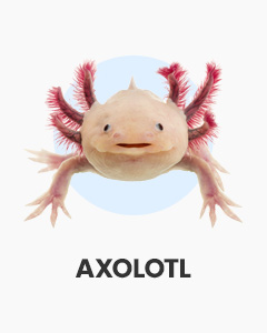 Pink Leucistic Axolotl icon, text 'AXOLOTL'. Varied freshwater aquarium Axolotl. Purchase amphibian salamanders.