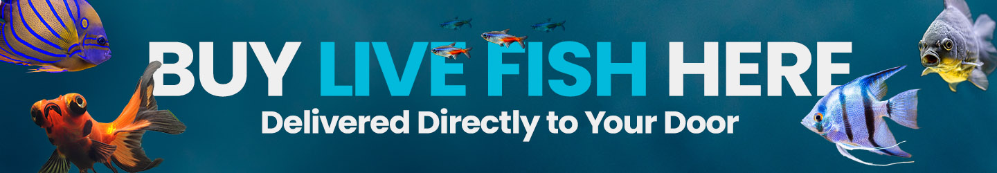 Banner with various colorful fish and an axolotl, with text "Shop Live Fish Online. Delivered Directly to your door". 