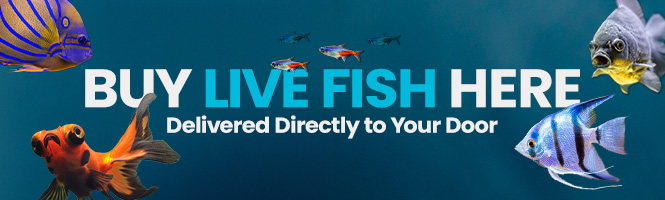 Banner with various colorful fish and an axolotl, with text "Shop Live Fish Online. Delivered Directly to your door". 
